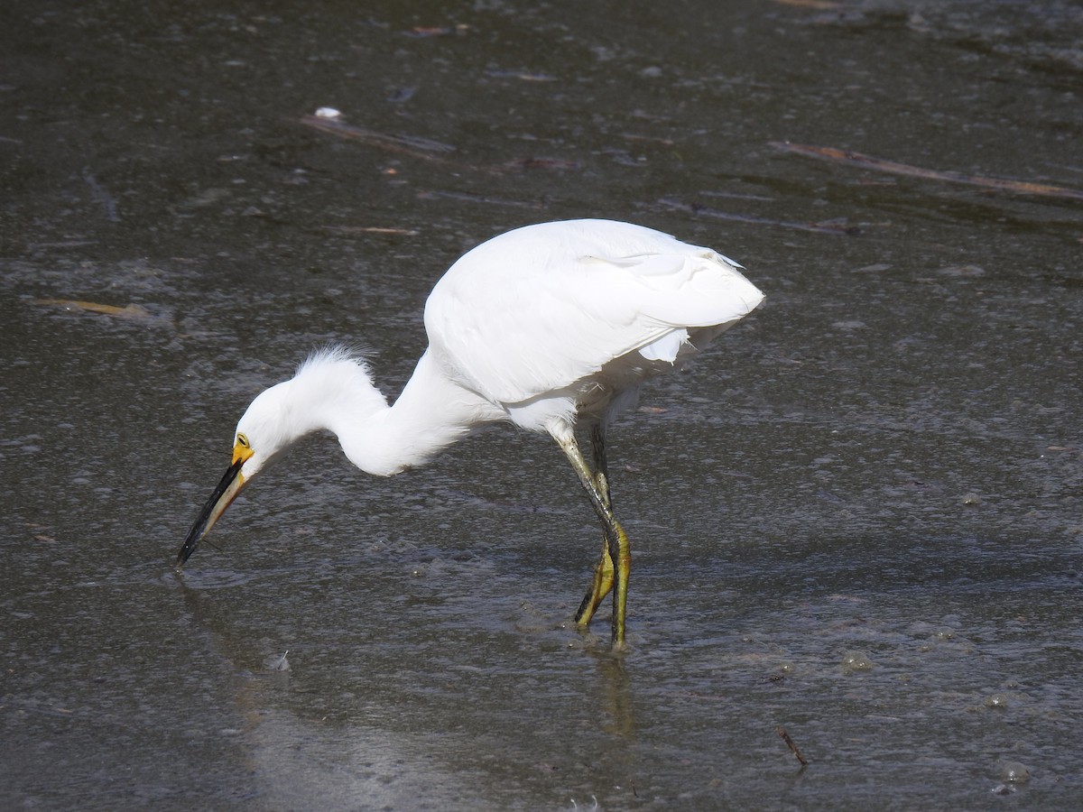 Snowy Egret - ML611168571