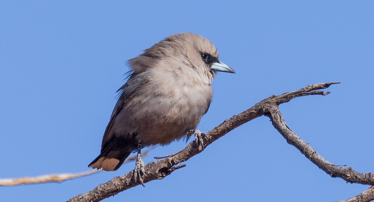 Black-faced Woodswallow (Black-vented) - David Barton