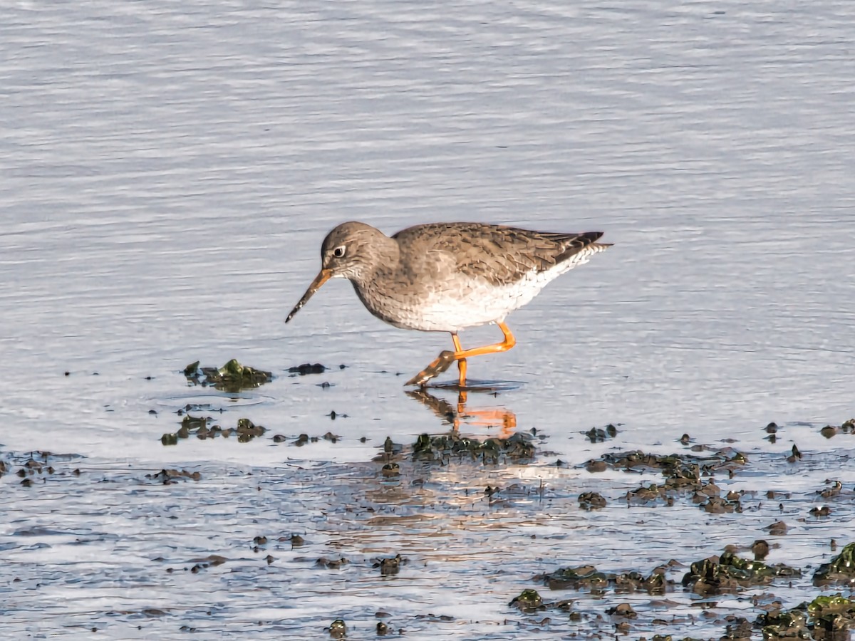 Common Redshank - David & Dawn Harris