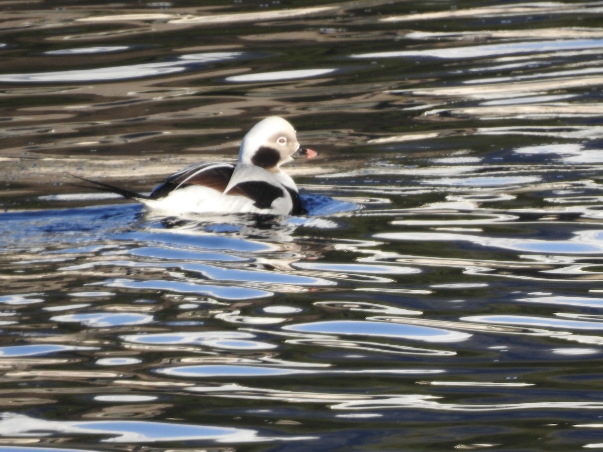 Long-tailed Duck - ML611168754