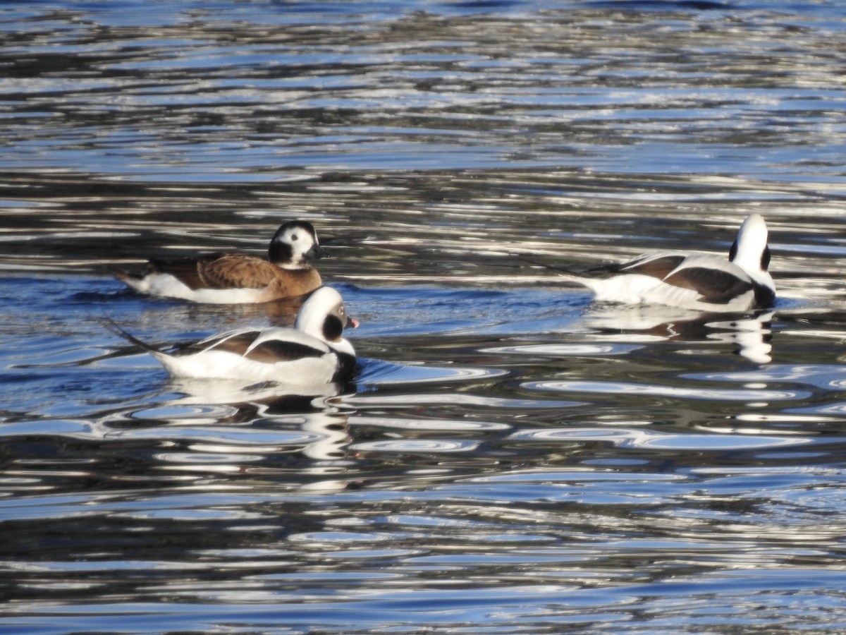 Long-tailed Duck - Victoria Vosburg