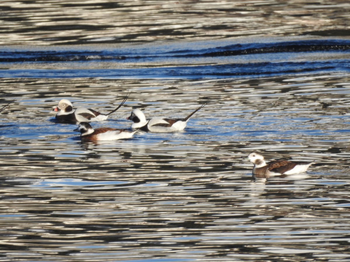 Long-tailed Duck - ML611168758