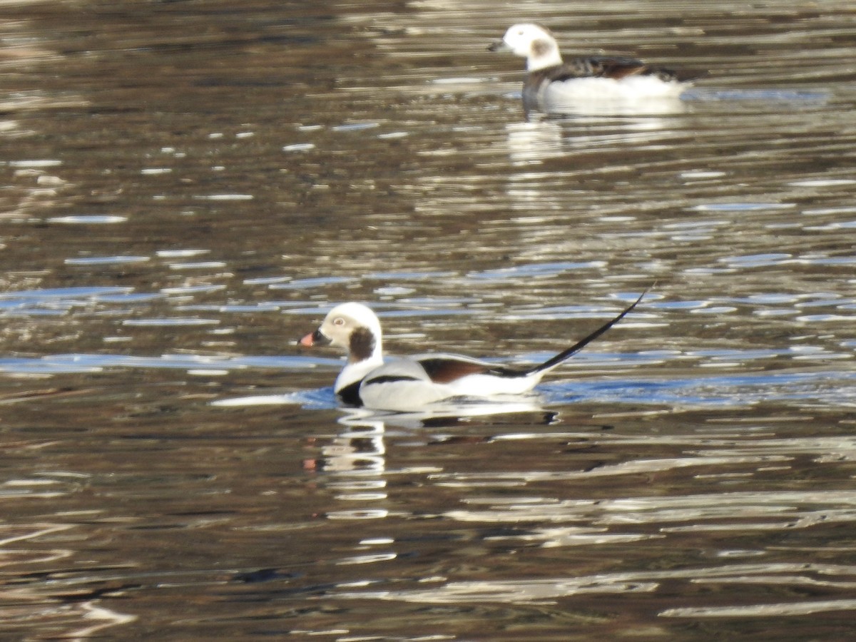 Long-tailed Duck - ML611168760