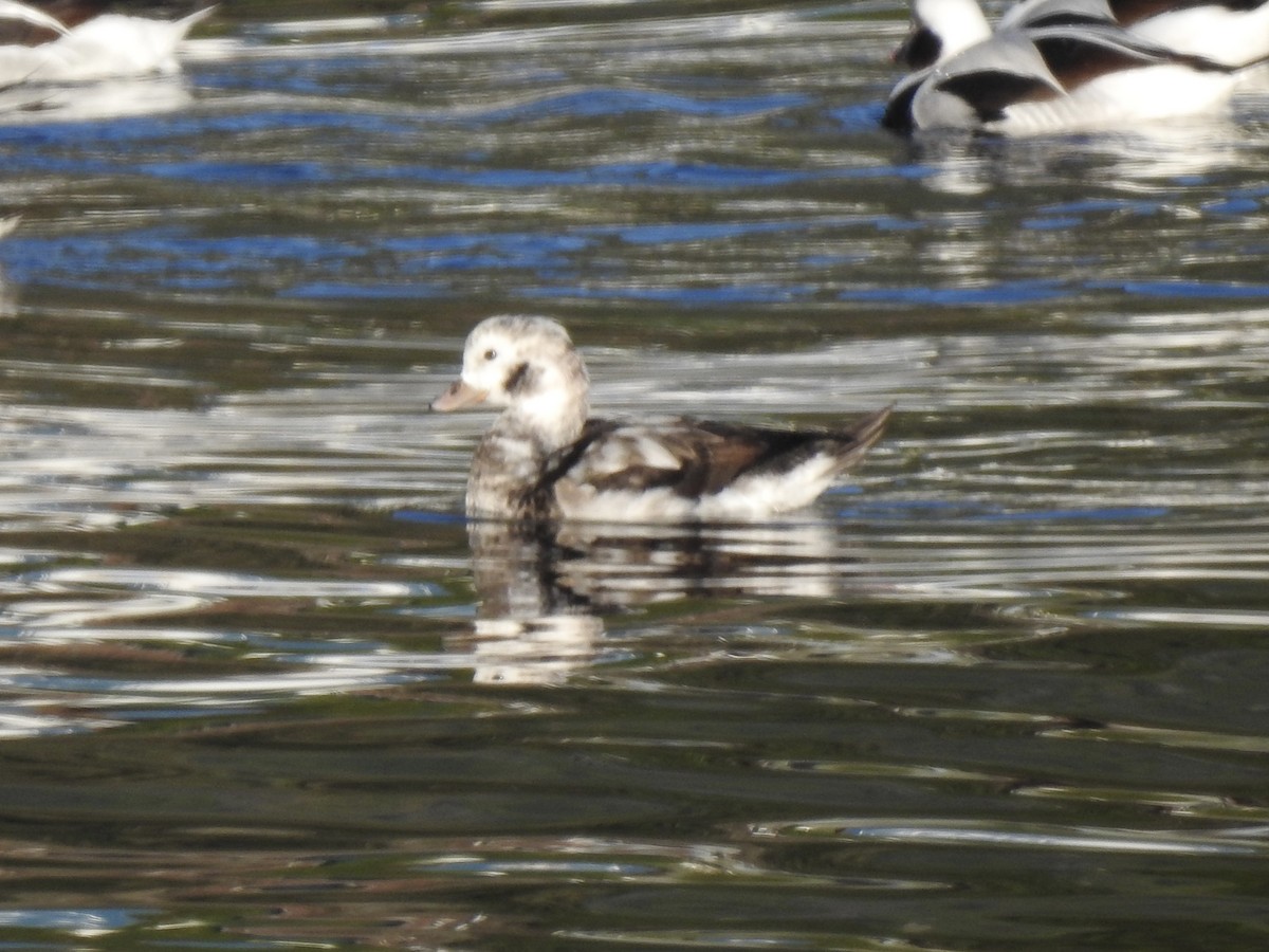 Long-tailed Duck - ML611168761