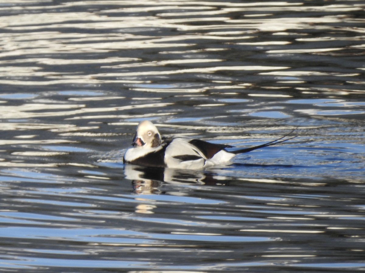 Long-tailed Duck - ML611168762