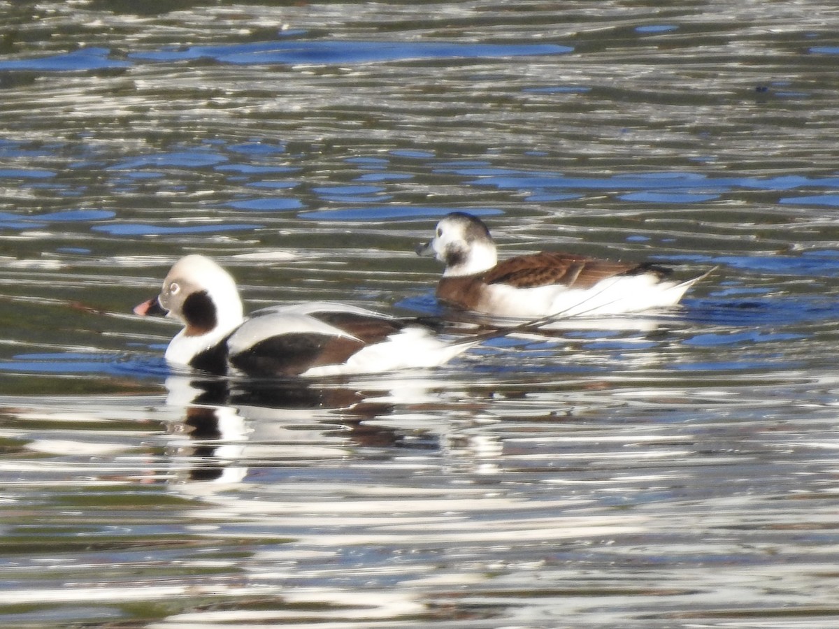 Long-tailed Duck - ML611168763