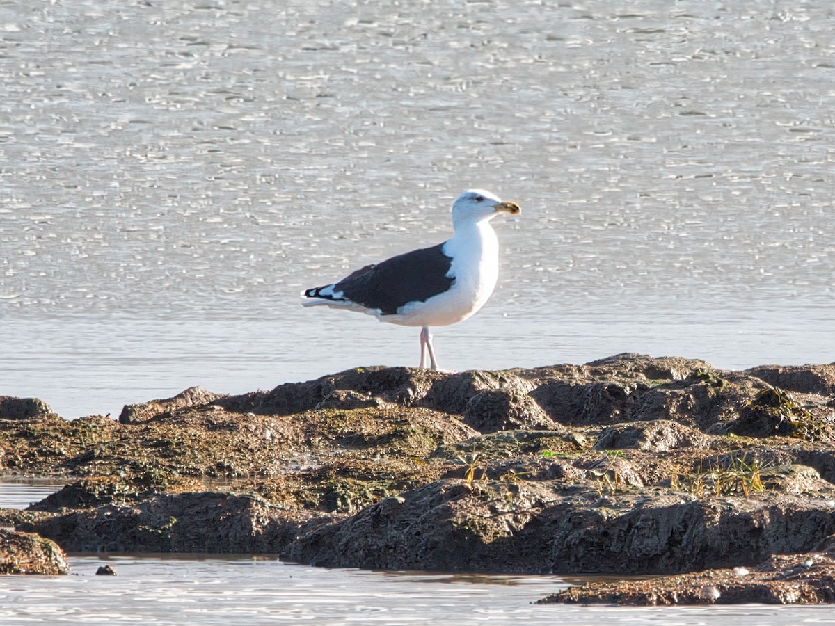 Great Black-backed Gull - David & Dawn Harris