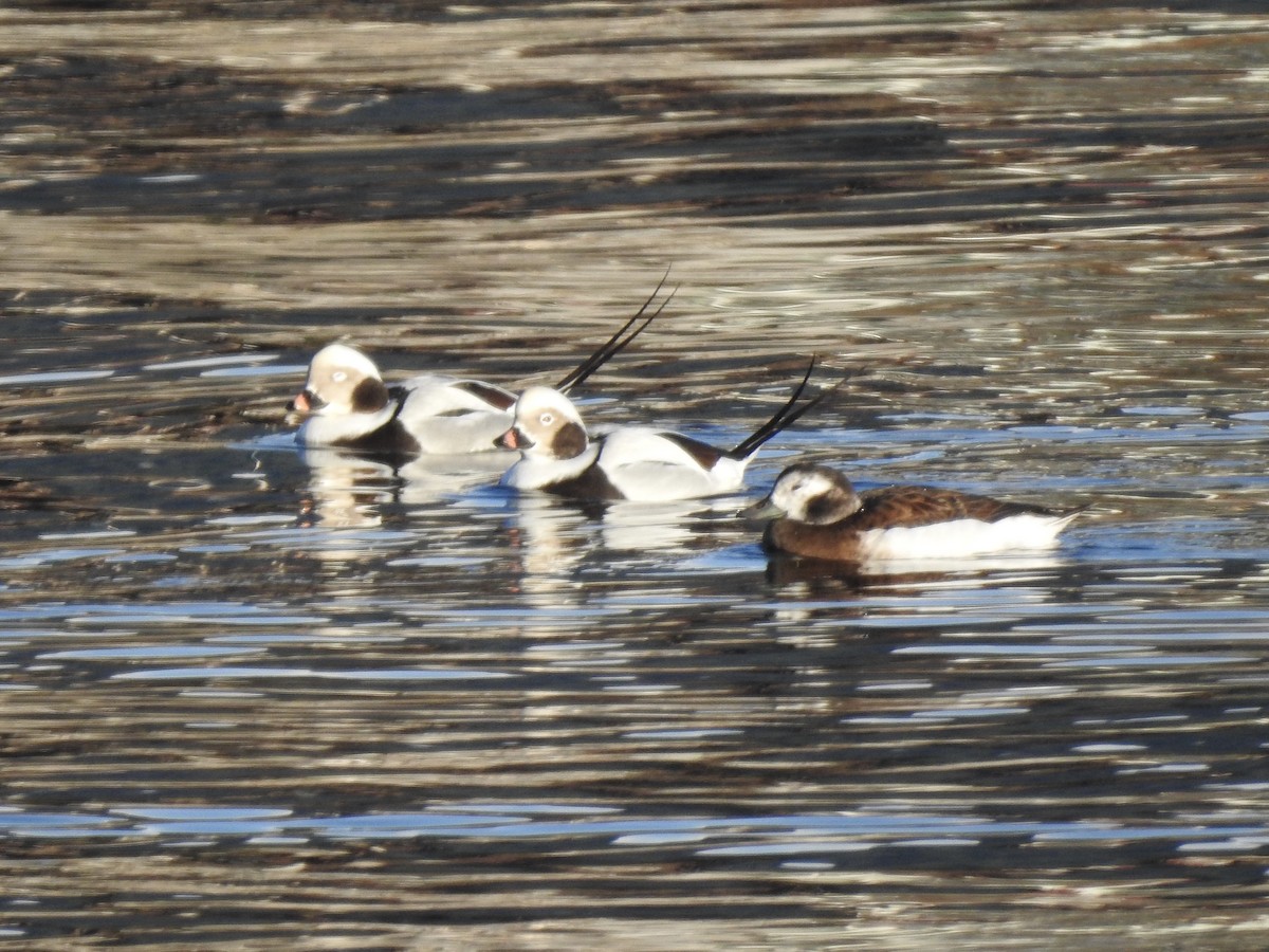 Long-tailed Duck - Victoria Vosburg