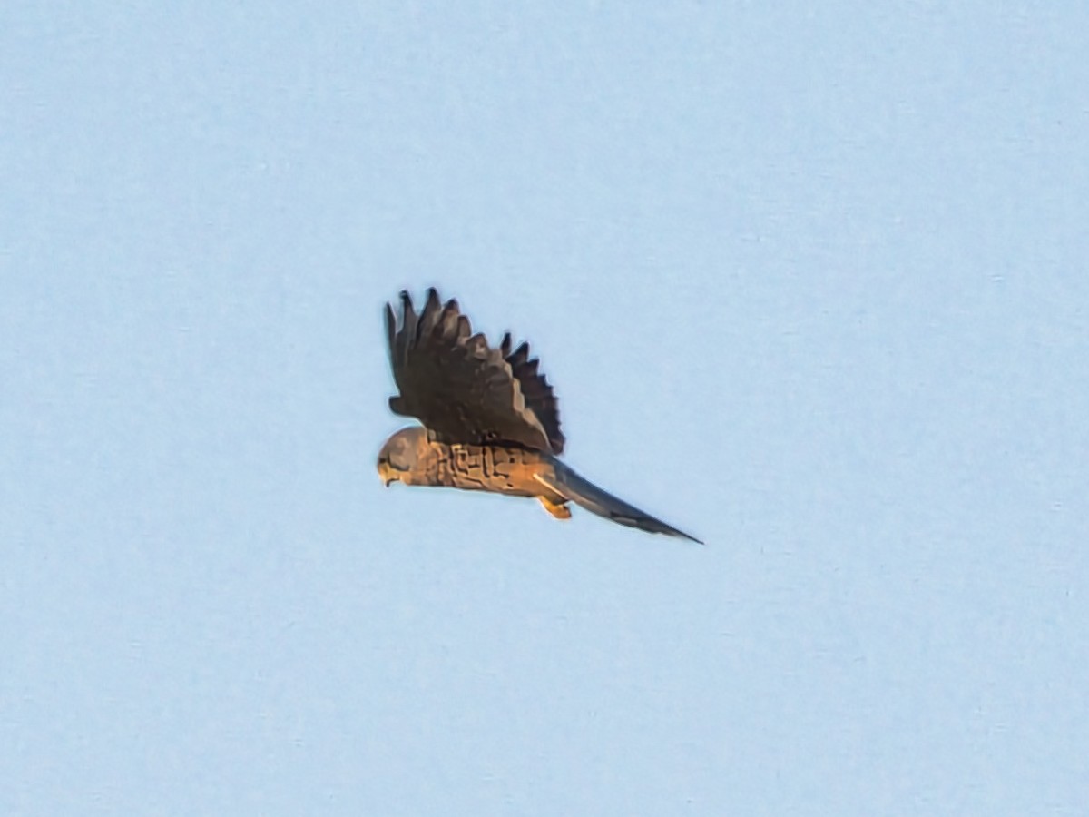 Eurasian Kestrel - David & Dawn Harris