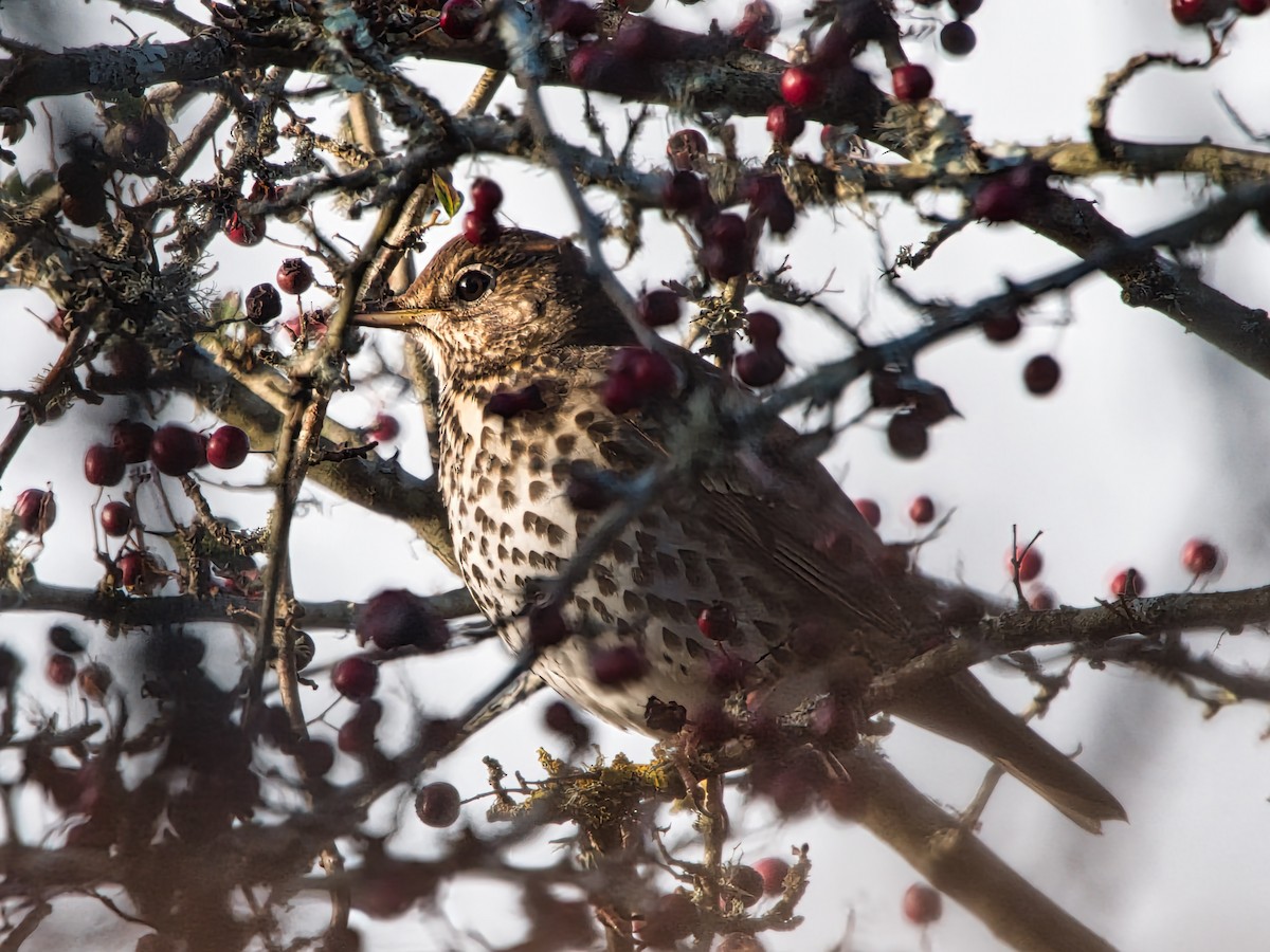 Song Thrush - David & Dawn Harris