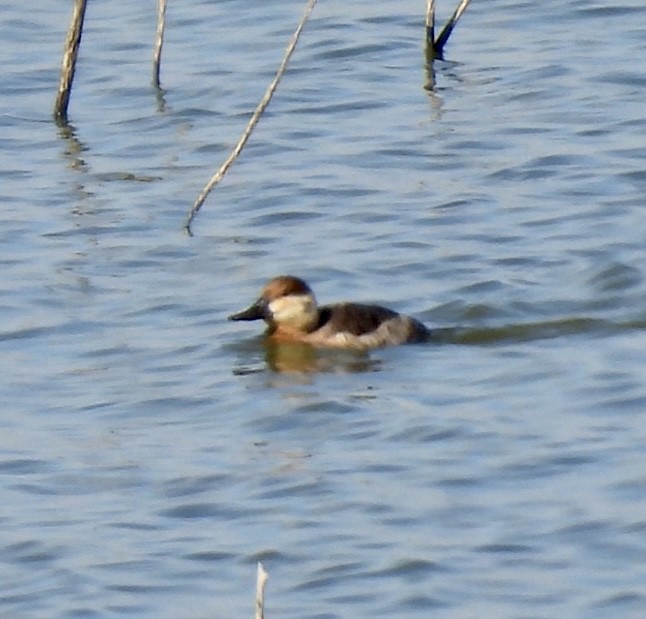 Ruddy Duck - ML611168877