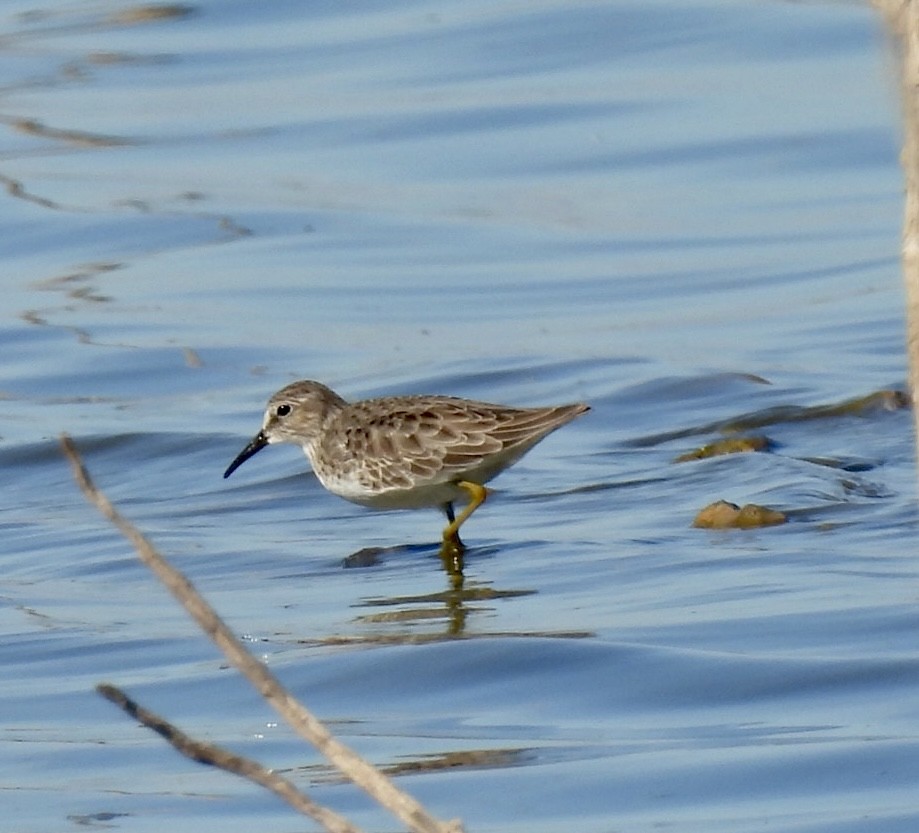 Least Sandpiper - ML611168906