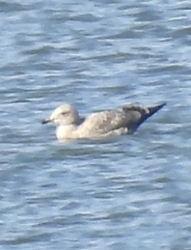 Herring Gull - ML611168918