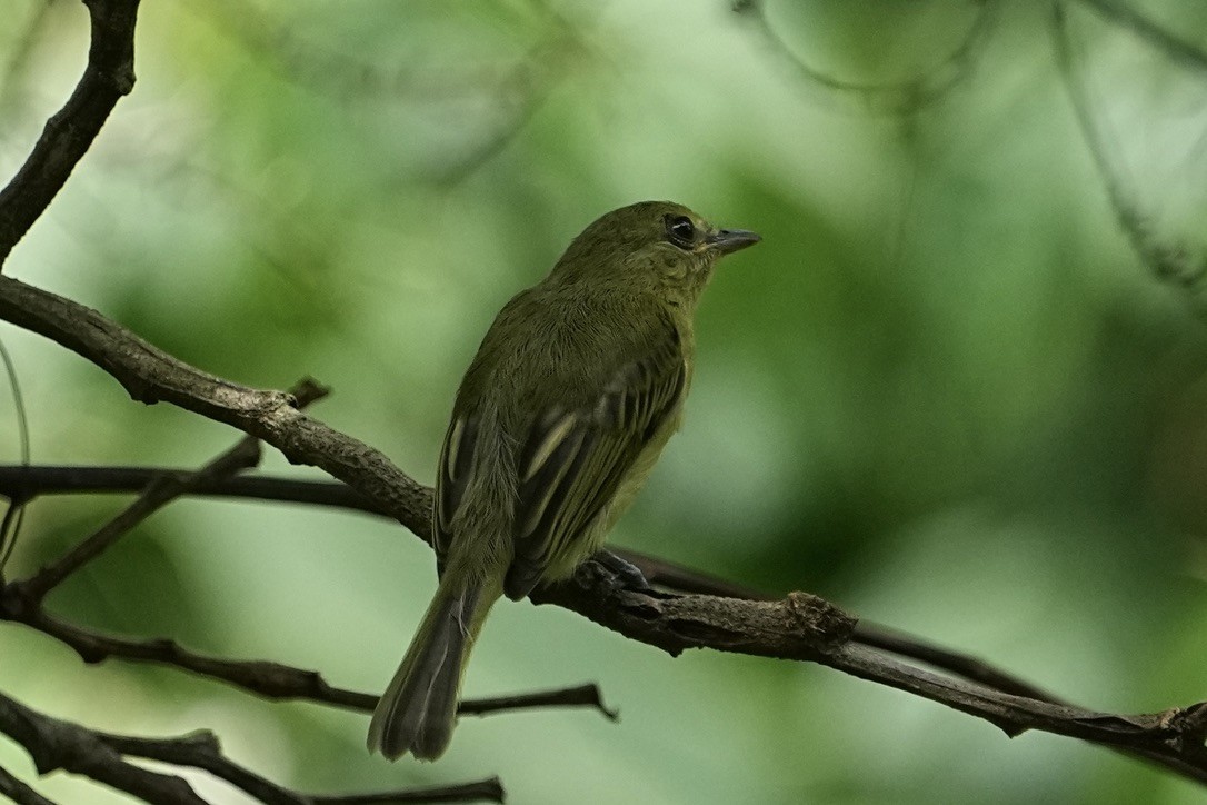 Fulvous-breasted Flatbill - ML611169010