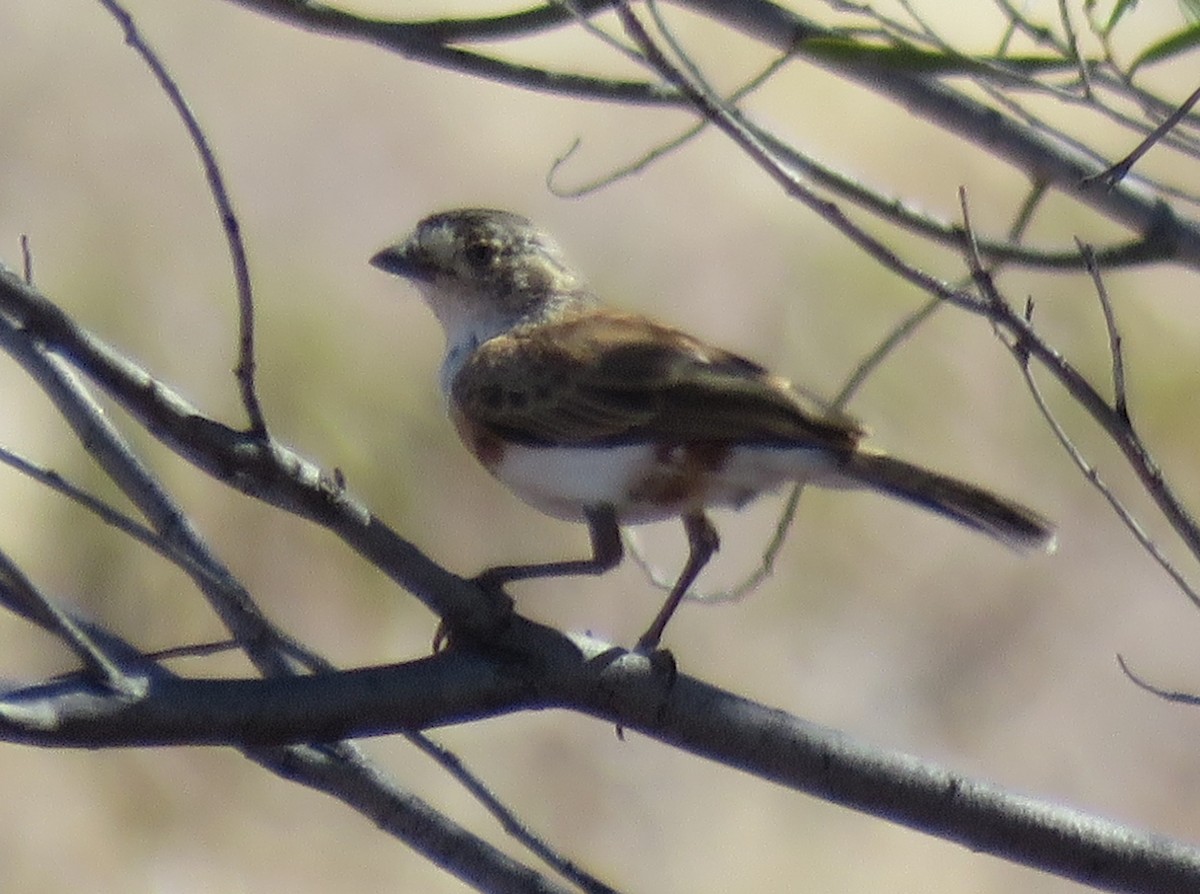 Chestnut-breasted Whiteface - ML611169061