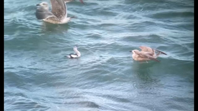 Black Guillemot - ML611169062