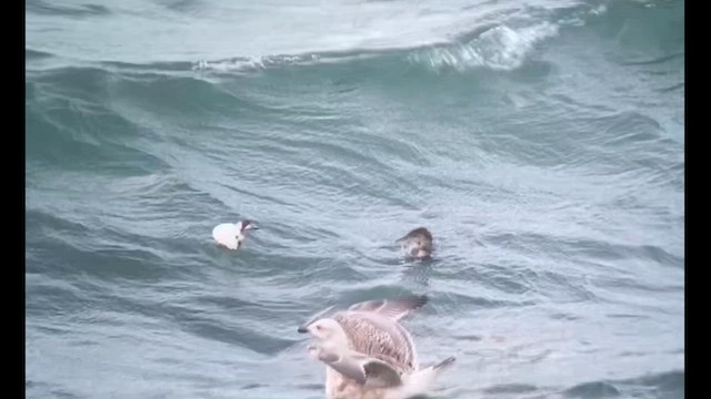 Black Guillemot - ML611169063