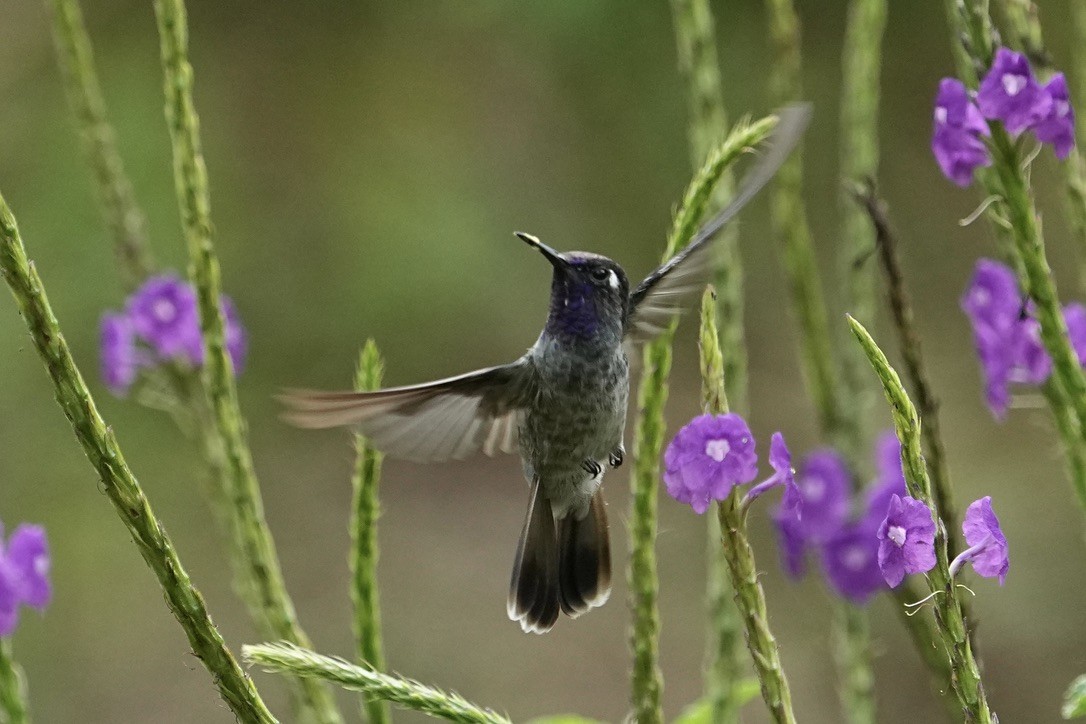 Violet-headed Hummingbird - ML611169119
