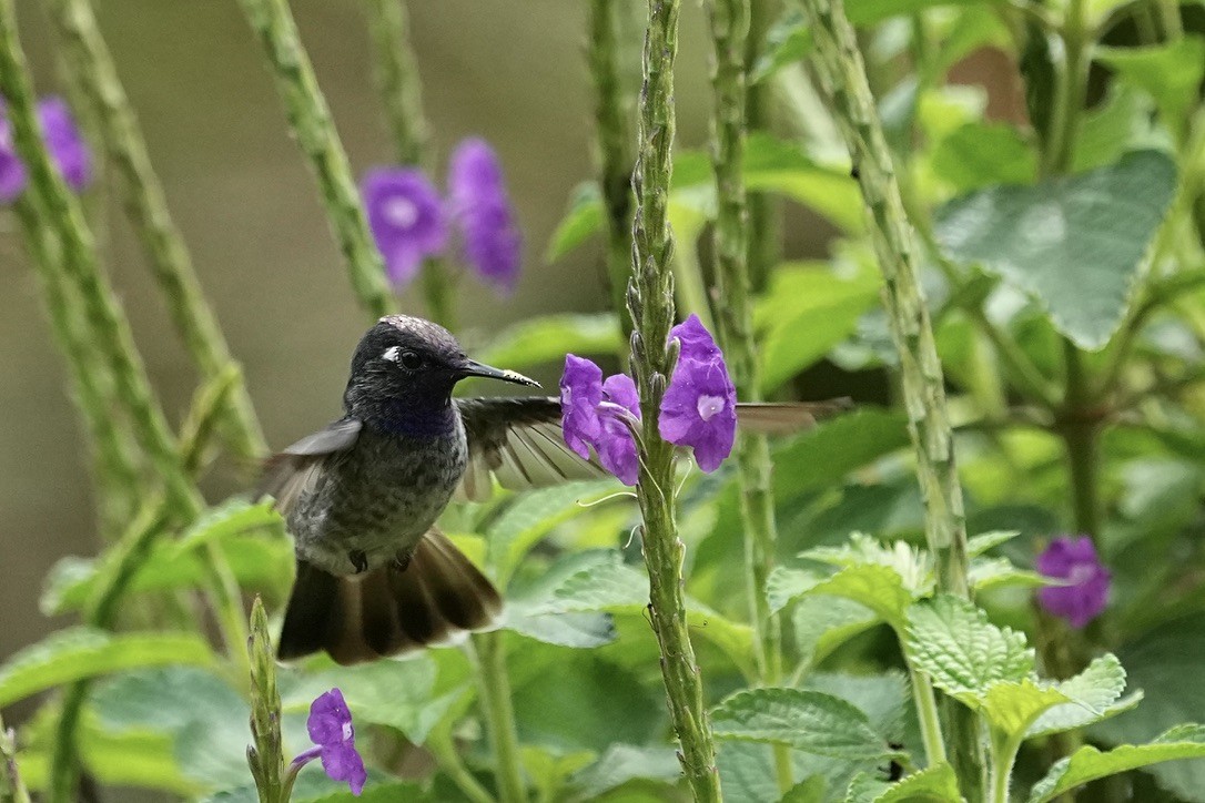 Violettkopfkolibri - ML611169129