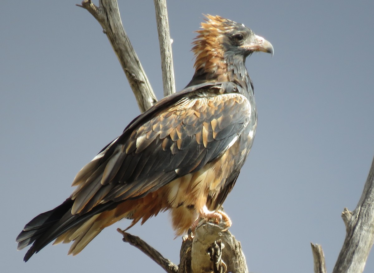 Black-breasted Kite - ML611169223