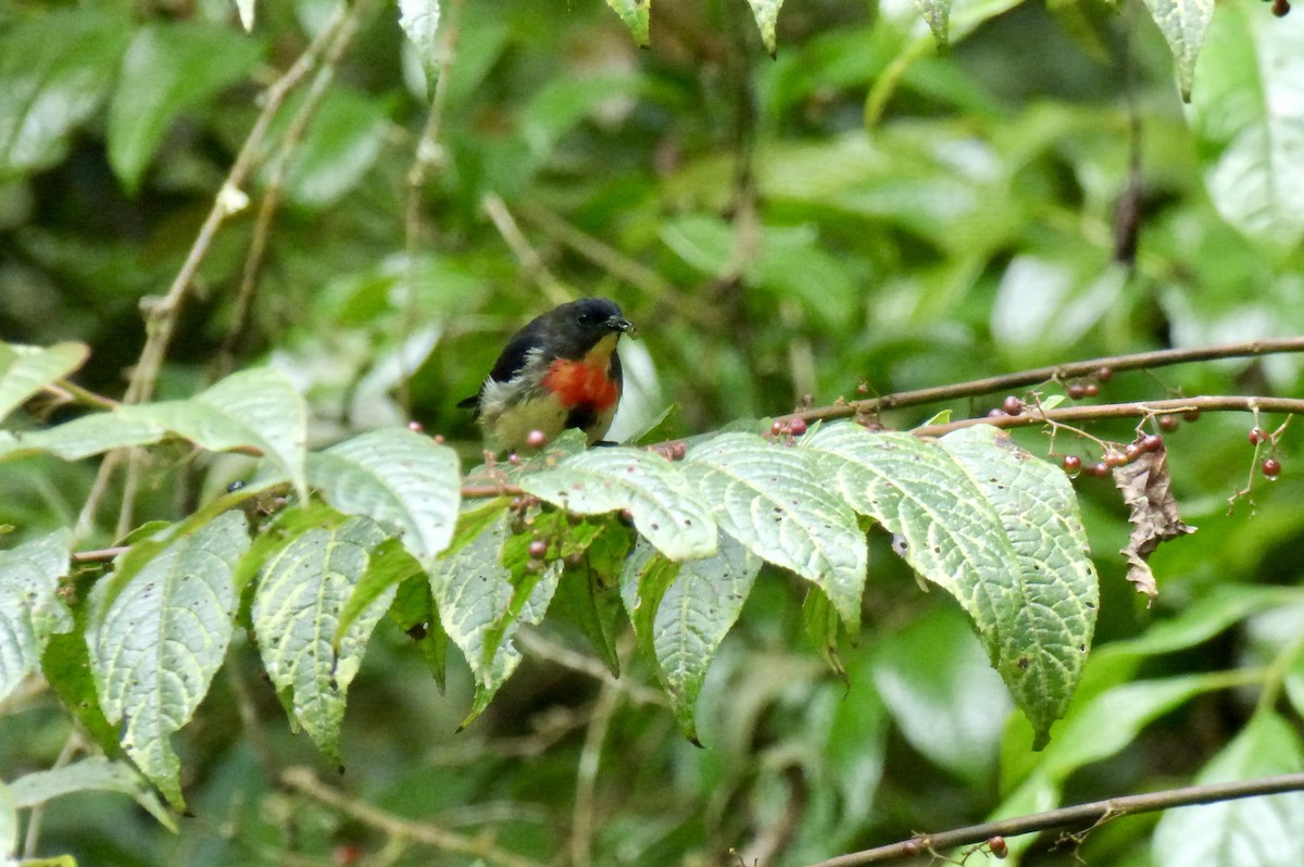 Blood-breasted Flowerpecker - ML611169239