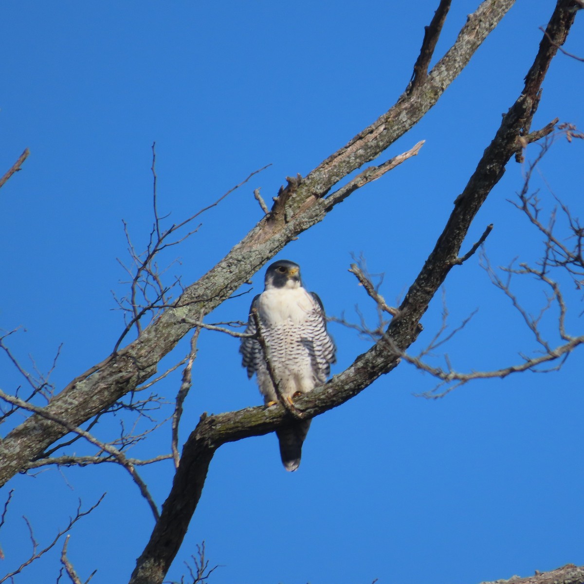 Halcón Peregrino - ML611169279