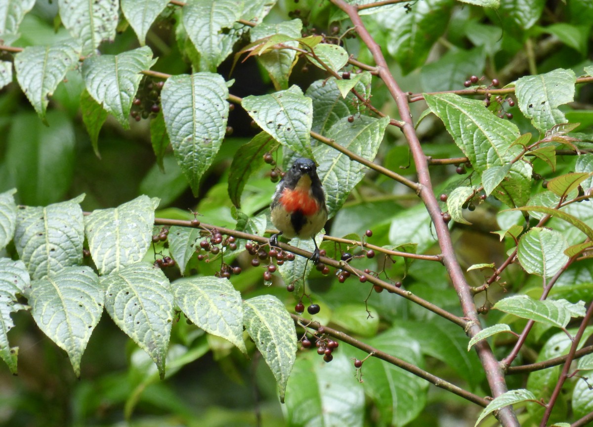 Blood-breasted Flowerpecker - ML611169304