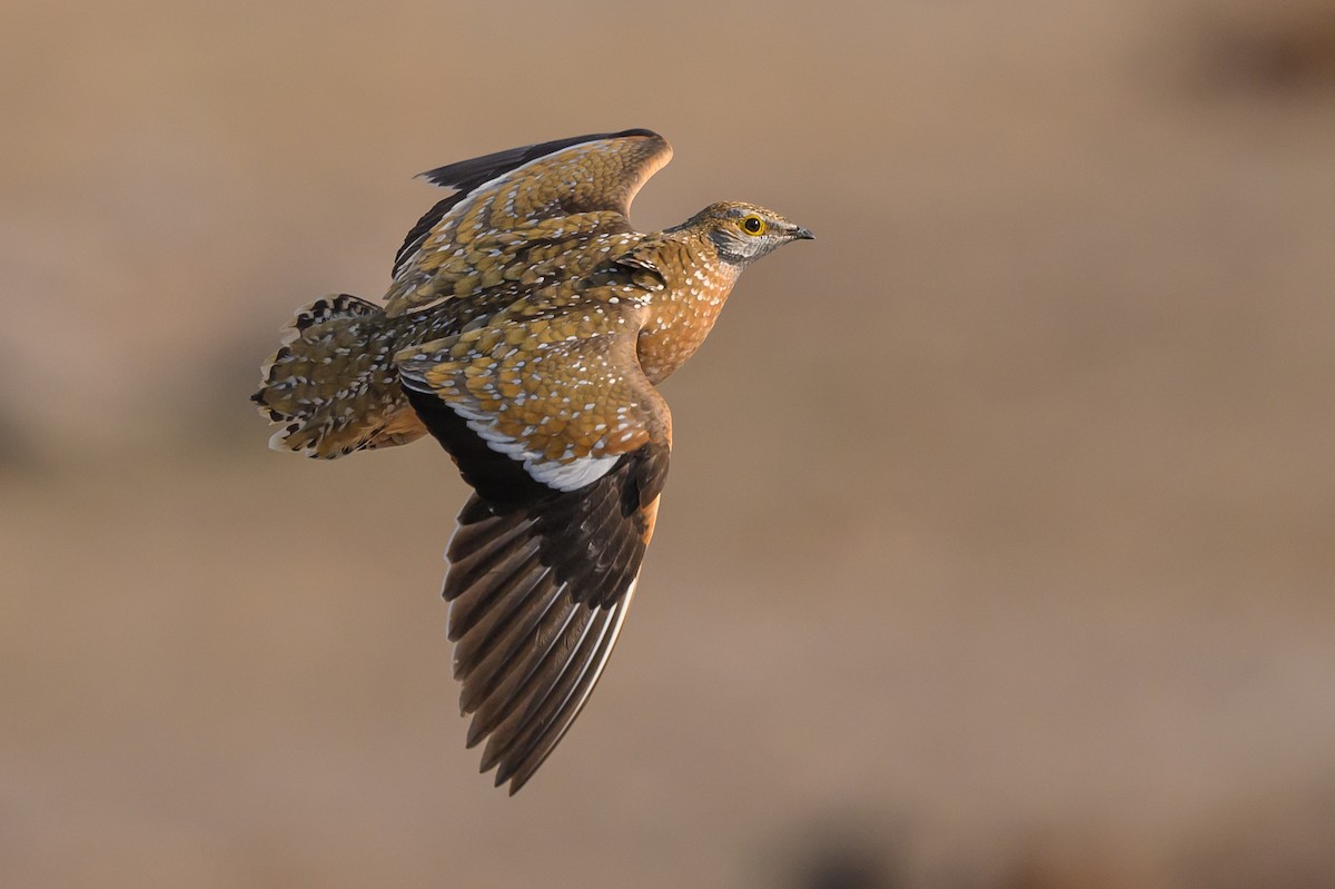 Burchell Bağırtlağı - ML611169355