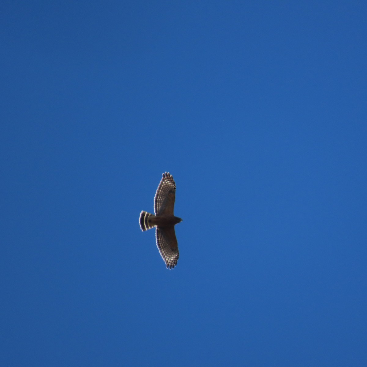 Red-shouldered Hawk - ML611169418