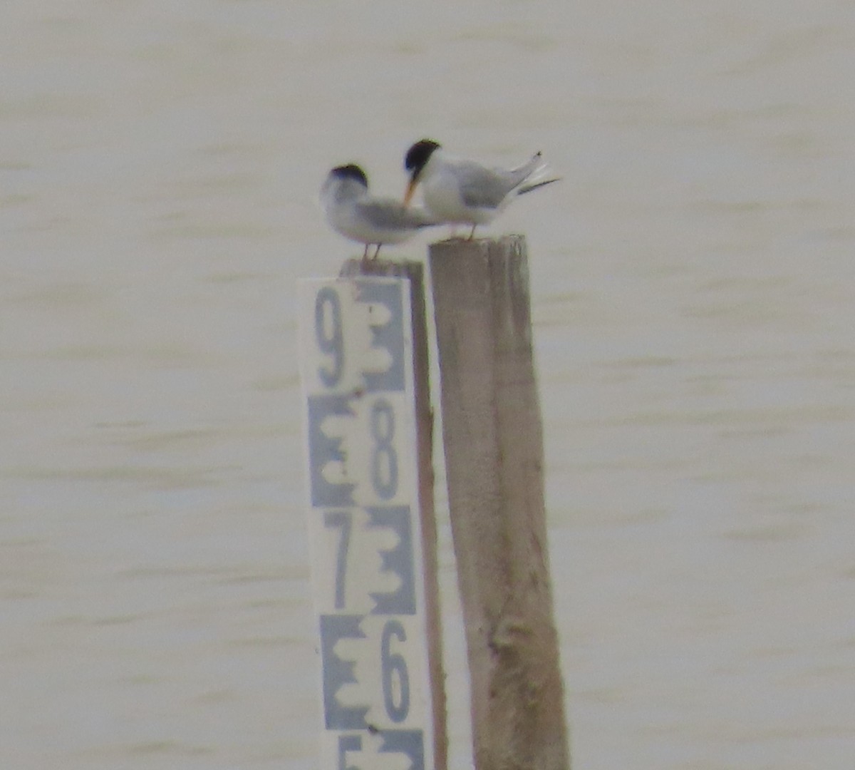 Little Tern - ML611169445