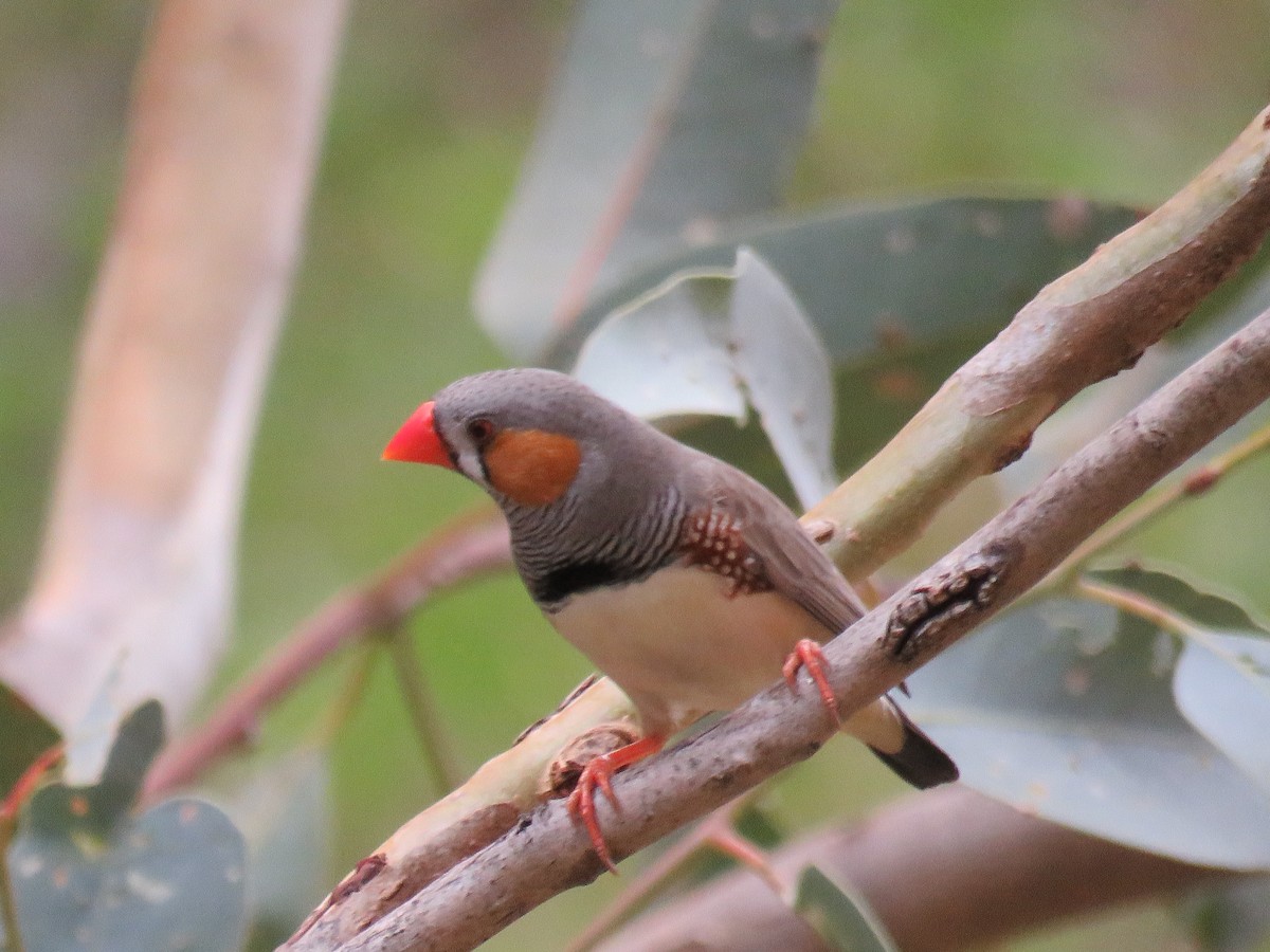 Zebra Finch - ML611169464