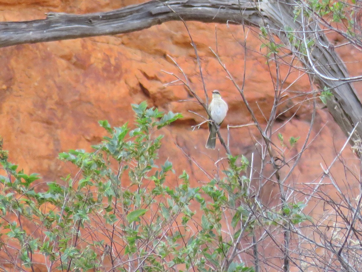 Singing Honeyeater - ML611169518