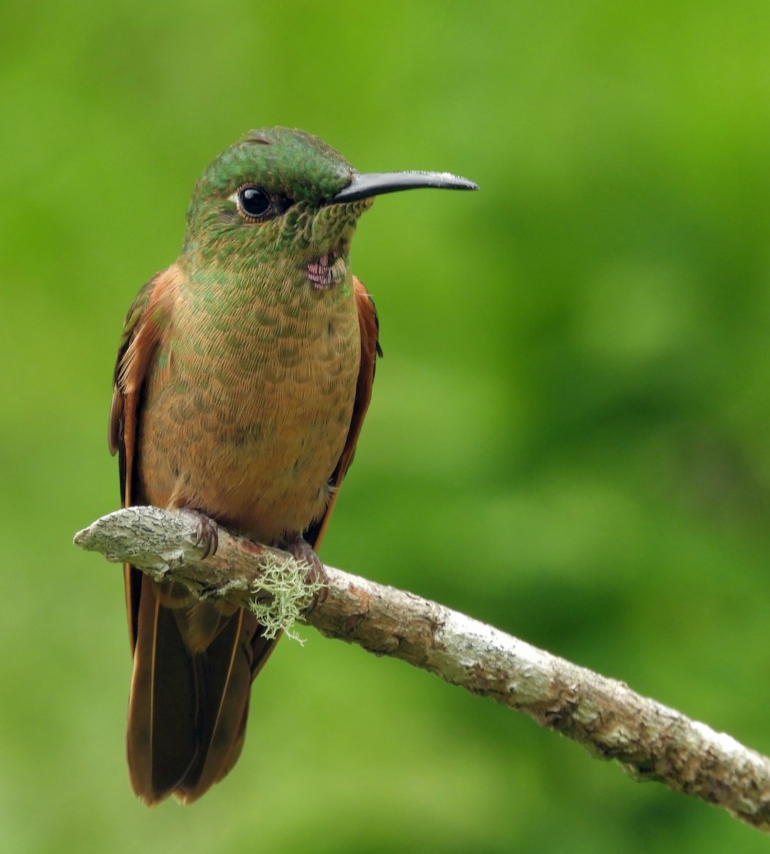 kolibřík hnědobřichý - ML611169539