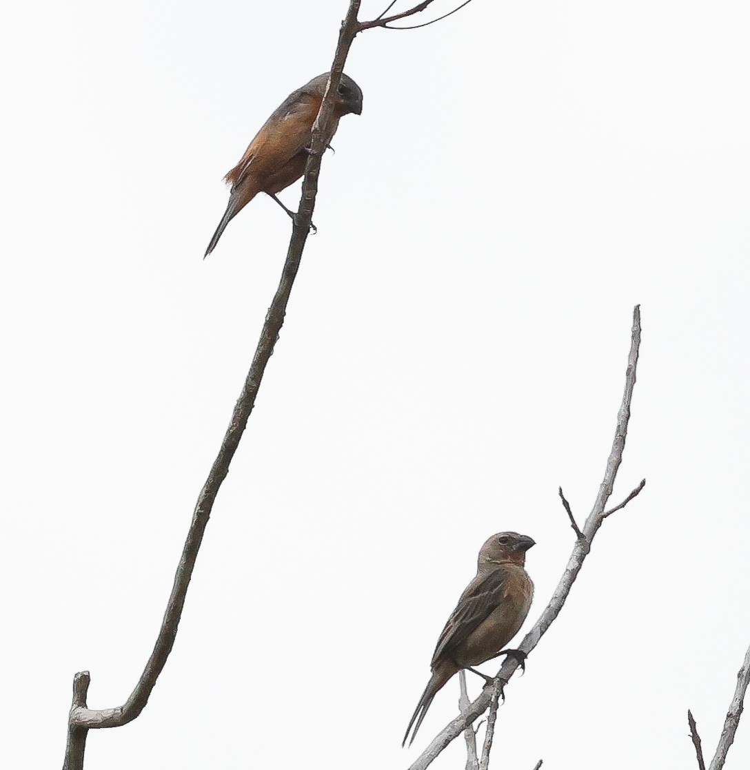 Ruddy-breasted Seedeater - Bob Fogg