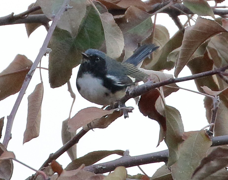 Black-throated Blue Warbler - ML611169905