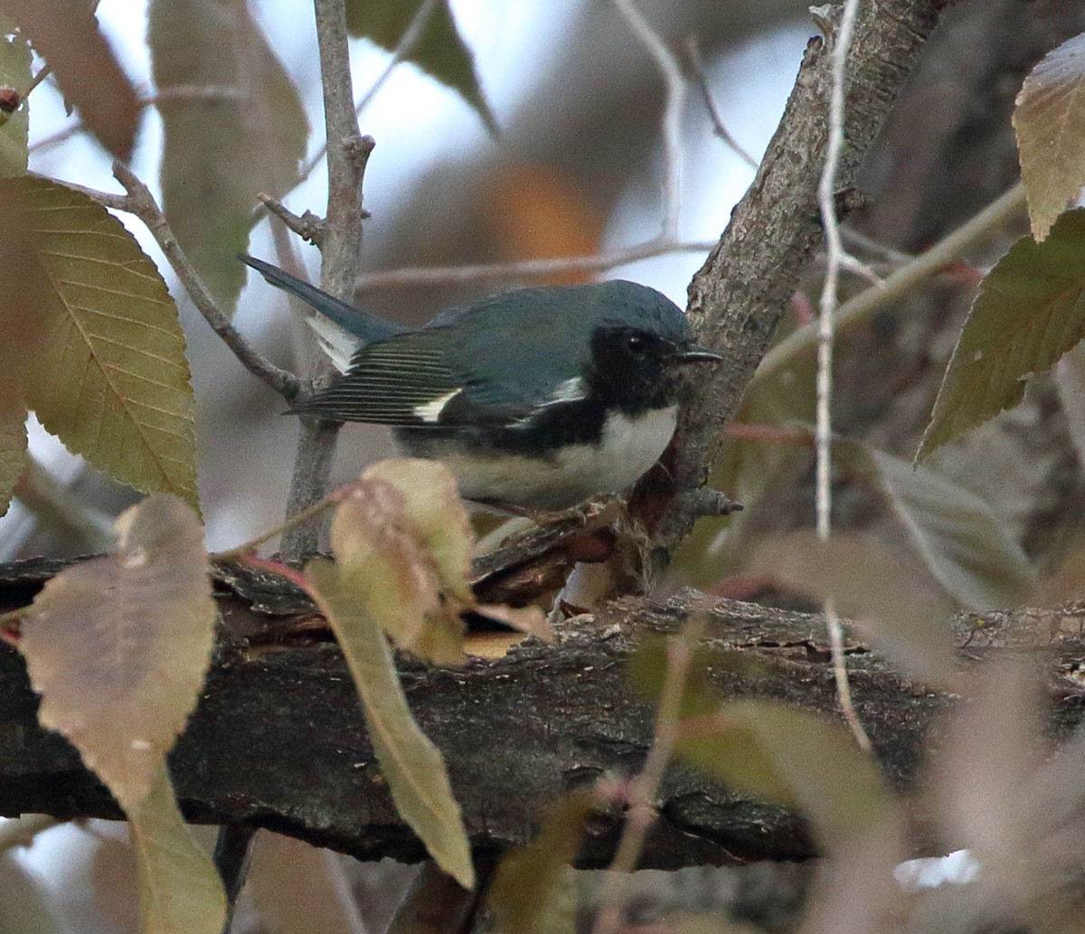 Black-throated Blue Warbler - ML611169907