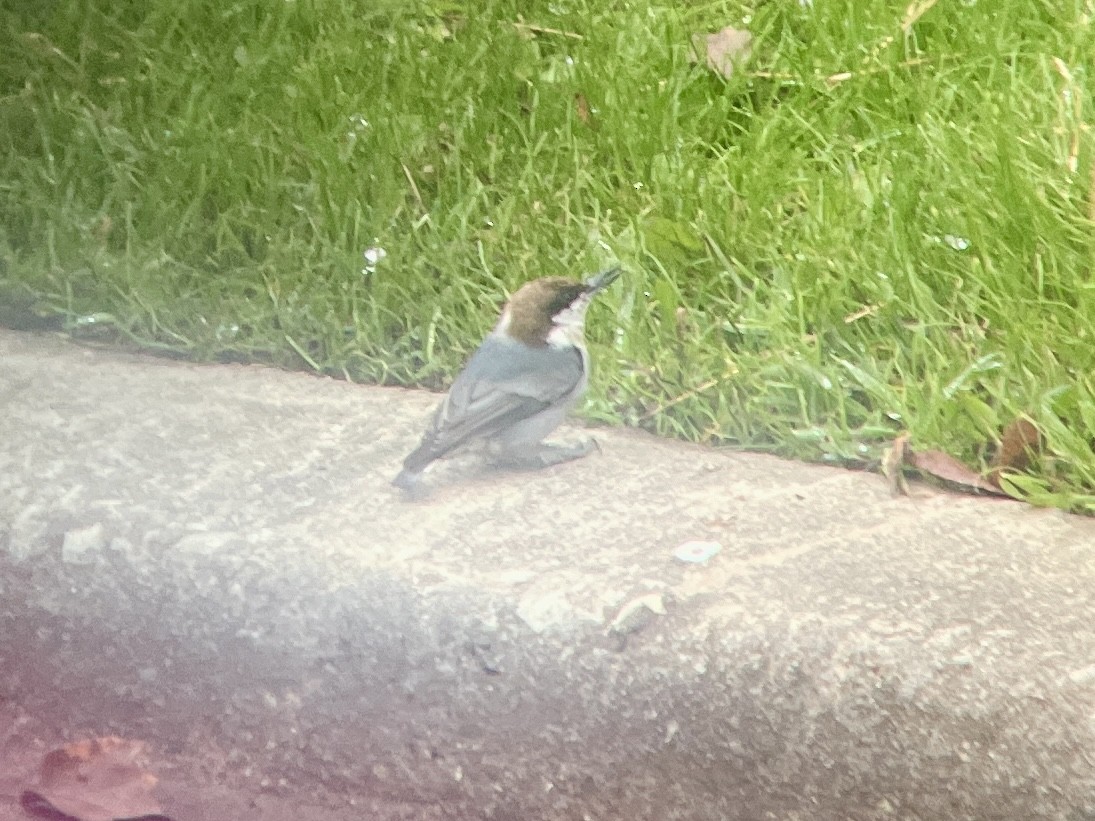 Brown-headed Nuthatch - ML611170237
