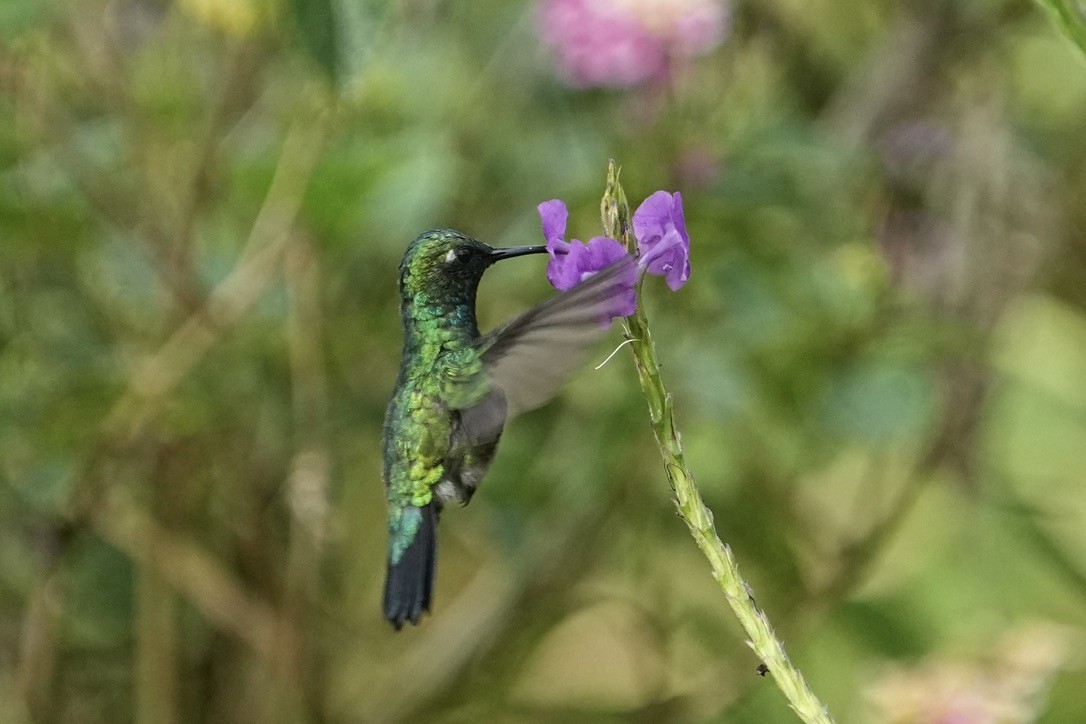 kolibřík modroocasý - ML611170244
