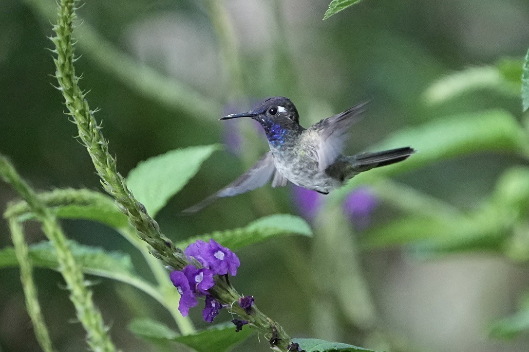 Violet-headed Hummingbird - ML611170282