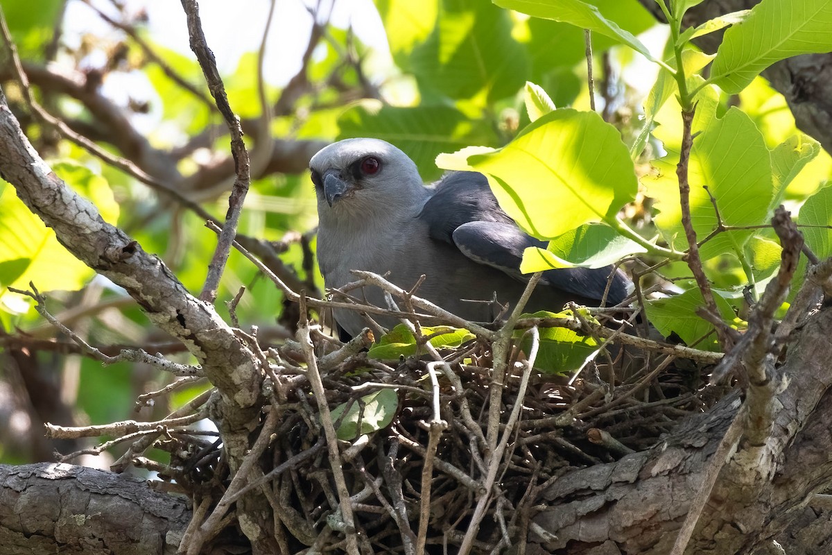 Plumbeous Kite - ML611170289