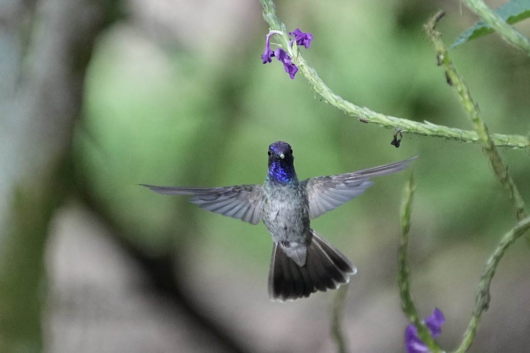 Violettkopfkolibri - ML611170290