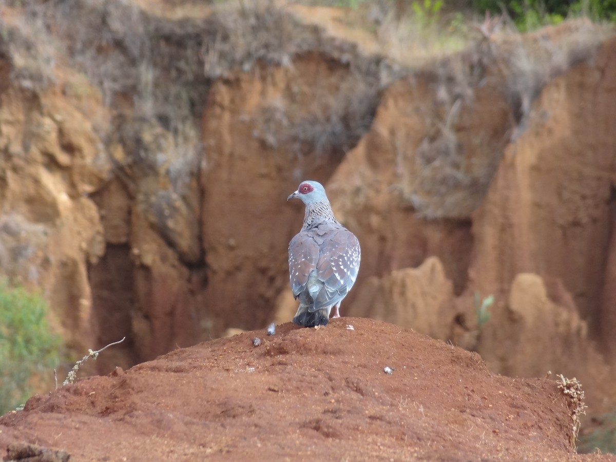 Speckled Pigeon - ML611170325