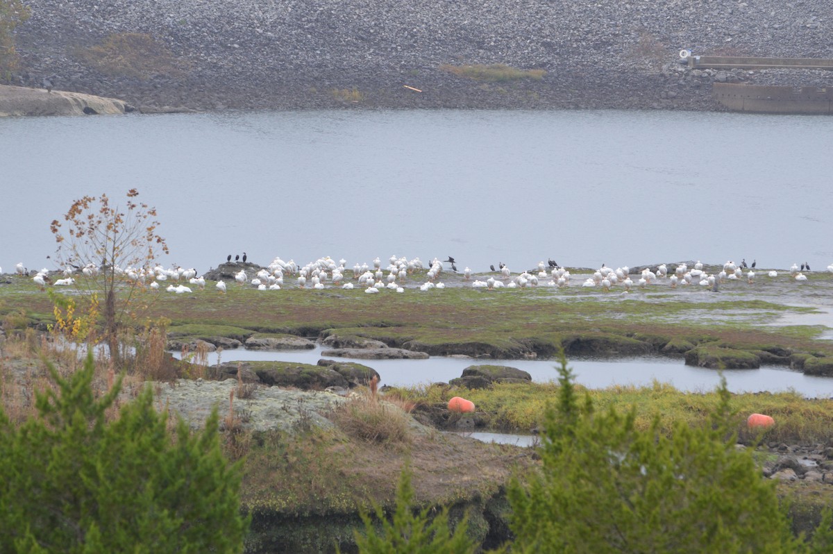 American White Pelican - ML611170569