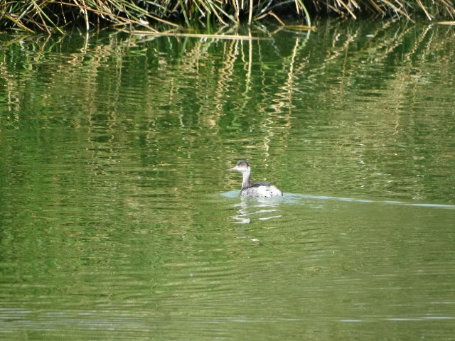 Eared Grebe - ML611170601