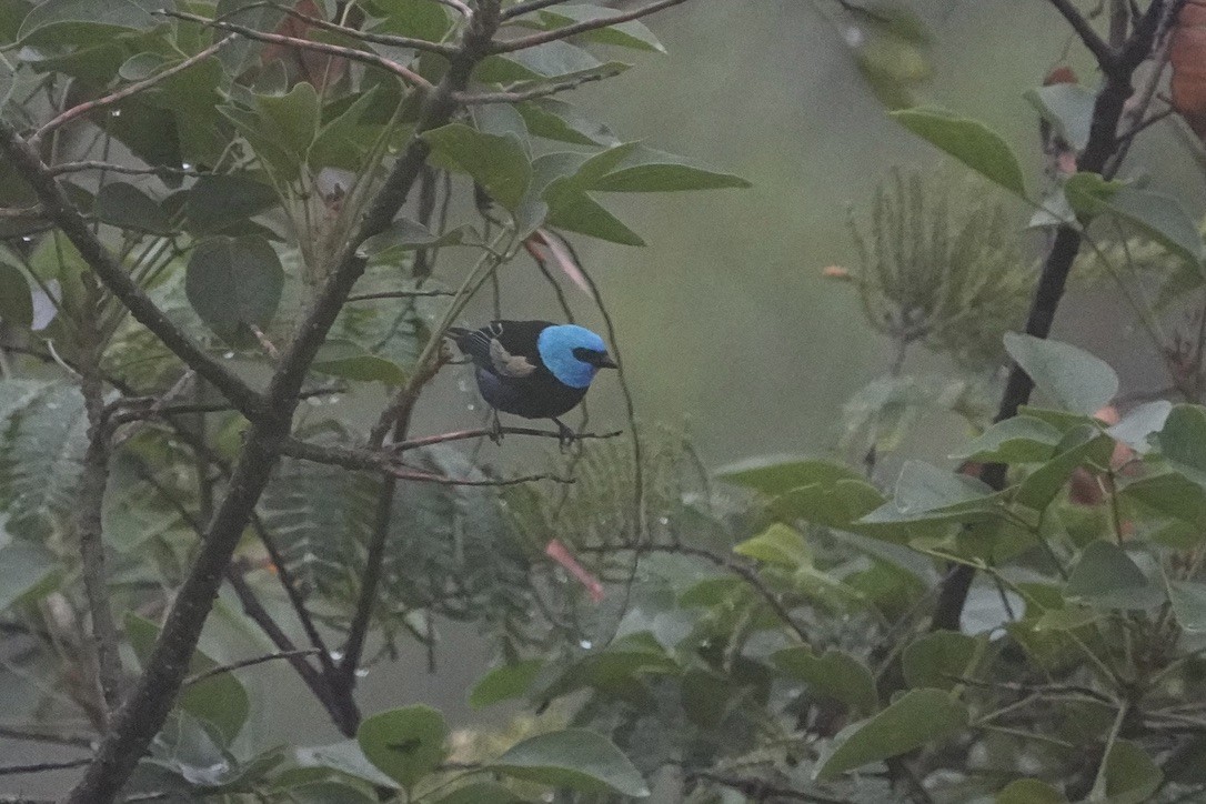 Blue-necked Tanager - ML611170752