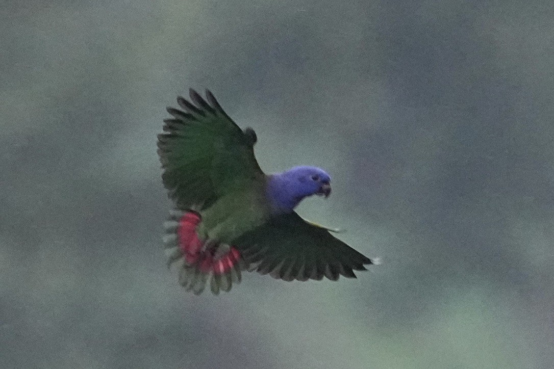 Blue-headed Parrot - ML611170848