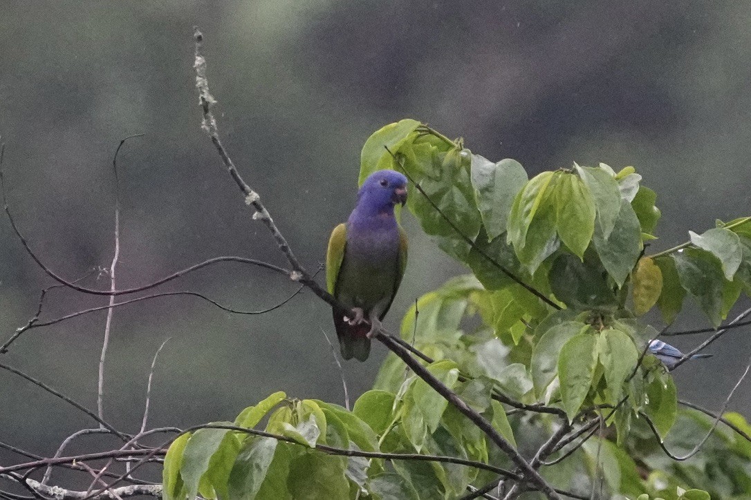 Blue-headed Parrot - ML611170849