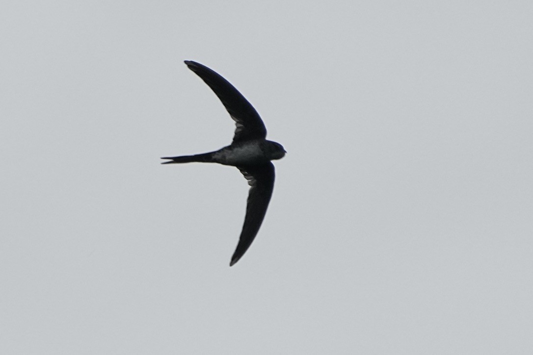 Fork-tailed Palm Swift - ML611170868