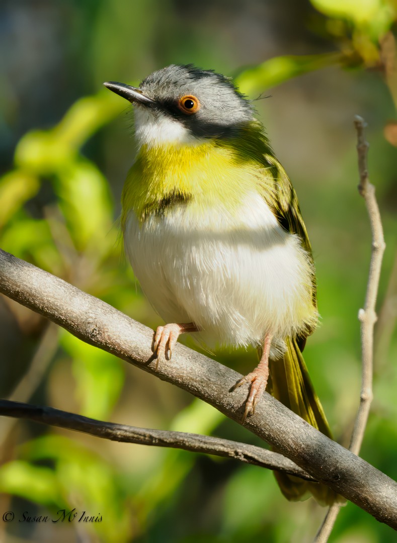 Apalis à gorge jaune - ML611170870