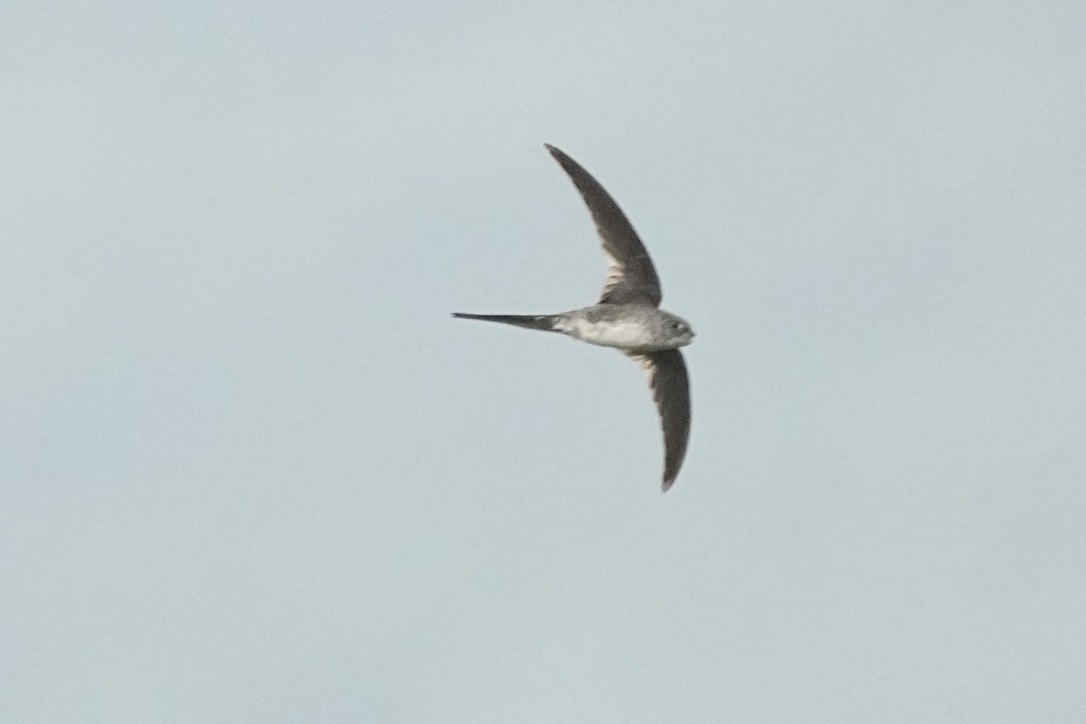Fork-tailed Palm Swift - ML611170878